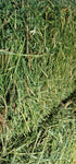 Premium 2 String Certified Pure Alfalfa Hay 70 lb Bales (Second Cutting)