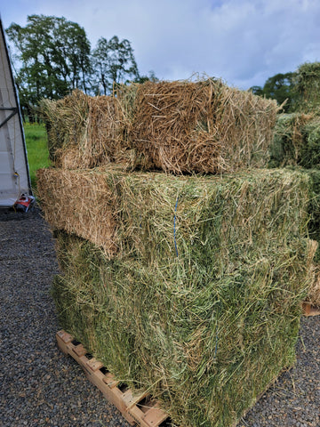 2nd Cutting Eastern Oregon Feeder Alfalfa (Cow Hay)