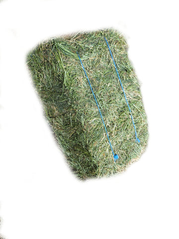 Premium 2 String Eastern Oregon Pure Alfalfa Hay 55 lb Bales (Second Cutting)