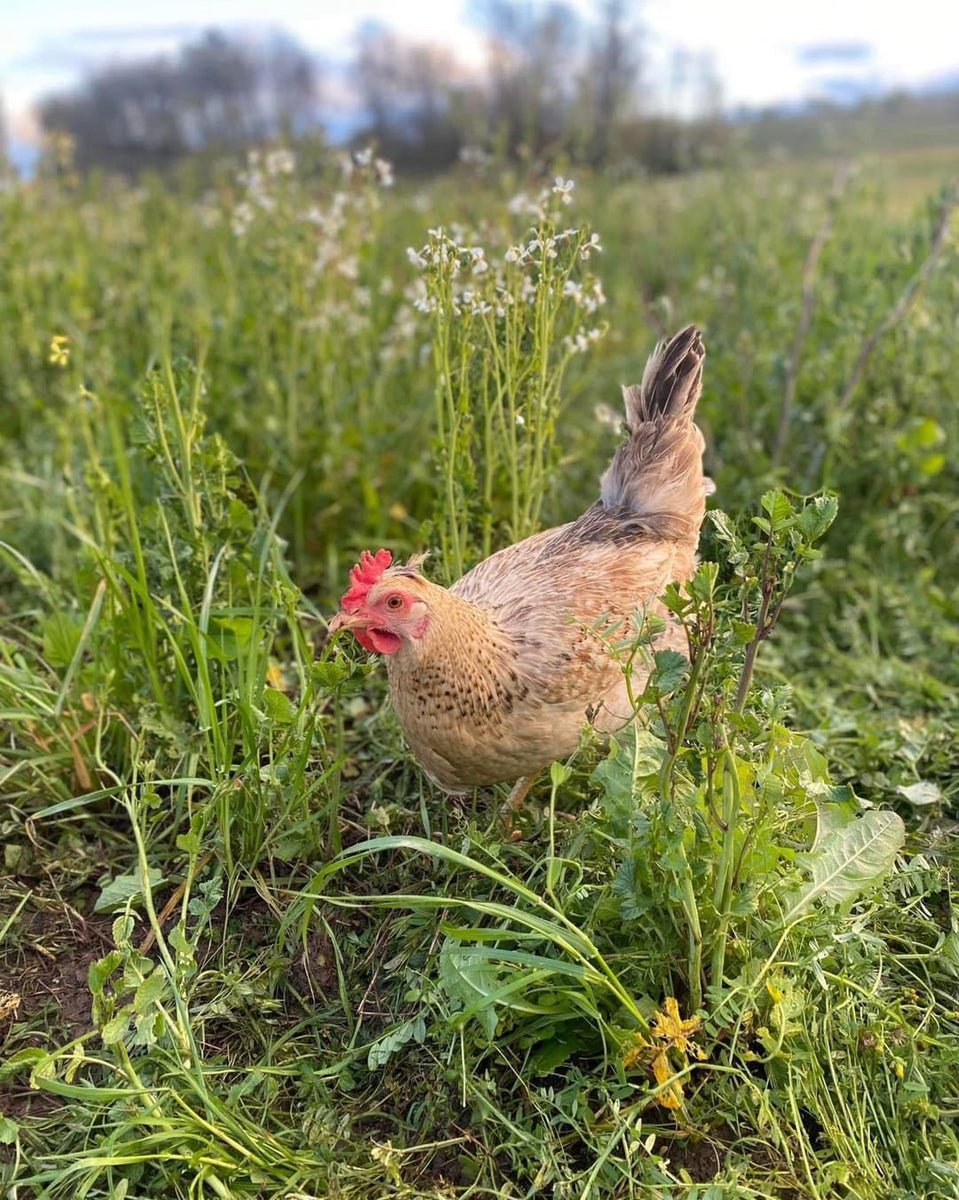 The Poultry Pack