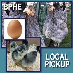 Blue Sapphire Plymouth Rock Fertile Hatching Eggs