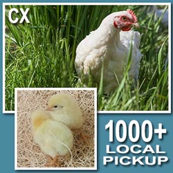 Cornish Cross • Local Pickup • 1000+ Per Season (2020)