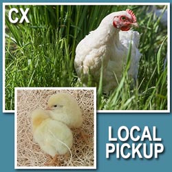 Cornish Cross • Local Pickup (2021)