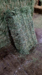 2024 Meadow Grass 110 lb Bales (Timothy/Bluegrass Mix) (Tested) (1st Cutting) 3 String Central Oregon Hay