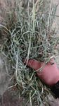 2024 Meadow Grass 110 lb Bales (Timothy/Bluegrass Mix) (Tested) (1st Cutting) 3 String Central Oregon Hay