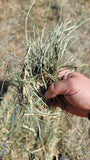 Pasture Grass 55 lb Bale (2nd Cutting) Two String Valley Hay