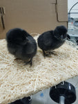 Black Sex Link (Pullets-Day Old Chicks)