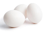 NOVOgen White Fertile Hatching Eggs
