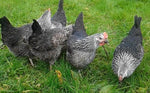 Silver Laced Sussex Fertile Hatching Eggs