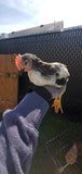 Silver Laced Sussex (Cockerels-Day Old Chicks)