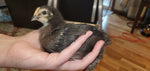 Silver Laced Sussex Fertile Hatching Eggs