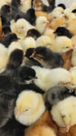 ColorPack Vario (Pullets-Day Old Chicks)