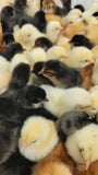 ColorPack Vario (Pullets-Day Old Chicks)