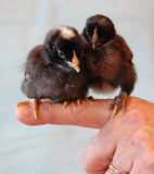 Black Sex Link (Pullets-Day Old Chicks)