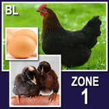 Black Sex Link (Pullets-Day Old Chicks)