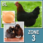 Black Sex Link (Pullets-Day Old Chicks)