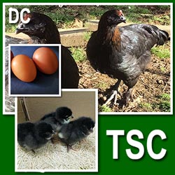 French Black Copper Maran (Pullets)