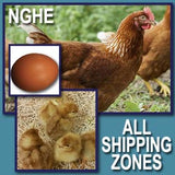 NOVOgen Brown Fertile Hatching Eggs