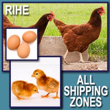 Rhode Island Red Fertile Hatching Eggs