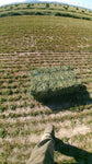 Premium Alfalfa (Third Cutting) 55 lb Bales 2 String Eastern Oregon Hay