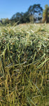 Premium 2 String Certified Pure Alfalfa Hay 70 lb Bales (Second Cutting)