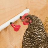 Poultry Drinking Cups, Pkg of 2