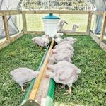 Green Broiler Feeding Trough, with Rotating Guard, 4 ft