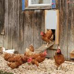 Automatic Poultry Door