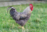 Barred Rock Fertile Hatching Eggs