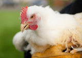 Cornish Cross (Straight Run-Day Old Chicks)