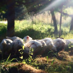 Cornish Cross (Straight Run-Day Old Chicks)