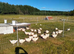 Cornish Cross (Straight Run-Day Old Chicks)