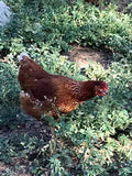 NOVOgen Brown (Pullets-Day Old Chicks)