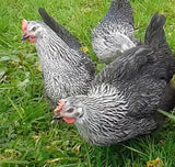 Silver Laced Sussex (Cockerels)