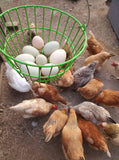 ColorPack Blue (Pullets)