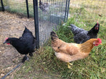 Dominant Copper (Pullets)