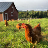 NOVOgen Brown (Pullets-Day Old Chicks)