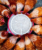 NOVOgen Brown (Pullets-Day Old Chicks)