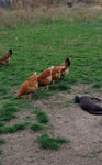 NOVOgen Brown (Pullets-Day Old Chicks)