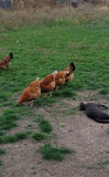 NOVOgen Brown (Pullets-Day Old Chicks)