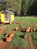 NOVOgen Brown (Pullets-Day Old Chicks)