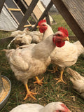 Cornish Cross (Straight Run-Day Old Chicks)