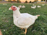 Cornish Cross (Straight Run-Day Old Chicks)