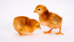 Rhode Island Red (Straight Run-Day Old Chicks)