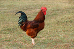 Rhode Island Red (Straight Run)