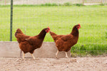 Rhode Island Red (Pullets)