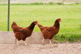 Rhode Island Red (Straight Run)