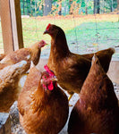 NOVOgen Brown (Pullets-Day Old Chicks)