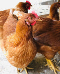 NOVOgen Brown (Pullets-Day Old Chicks)