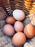 NOVOgen Brown (Pullets-Day Old Chicks)